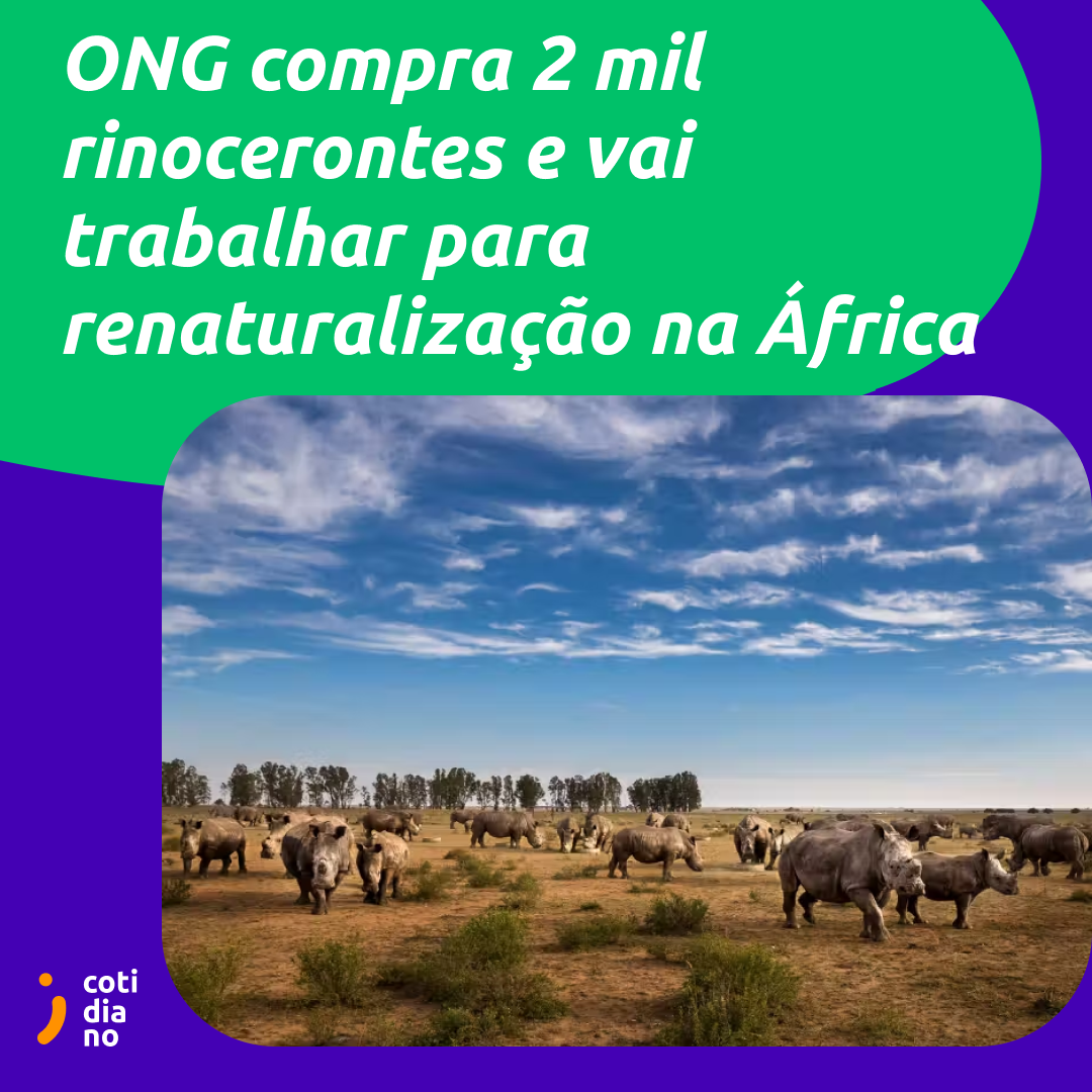 ONG compra 2 mil rinocerontes e vai trabalhar para renaturalização na África