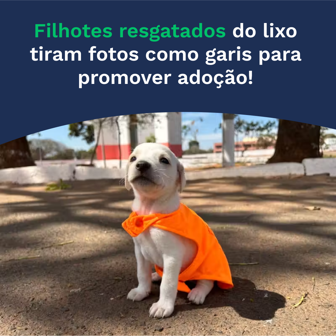 Filhotes resgatados do lixo posam em fotos como garis para promover a adoção de animais.